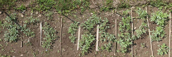 Sluit tomatenplant — Stockfoto
