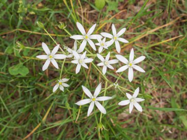 tükürük otu umbellatum aka Bethlehem yıldızı çiçek