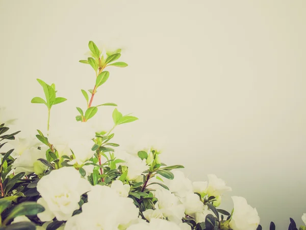 Retro görünüm beyaz açelya çiçek — Stok fotoğraf