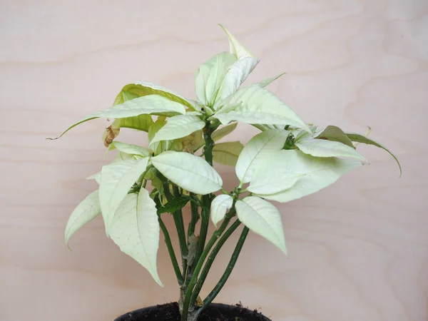 Estrela Branca Natal Nome Científico Poinsettia Euphorbia Pulcherrima Planta — Fotografia de Stock
