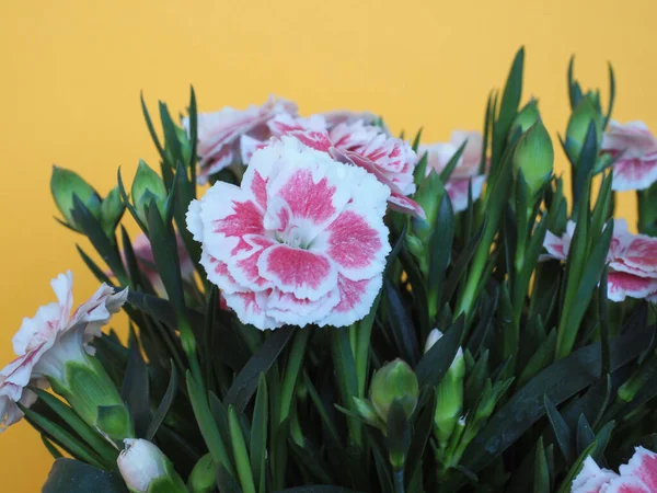 Carthusian Pink Scientific Name Dianthus Carthusianorum Plant Flower — Stock Photo, Image
