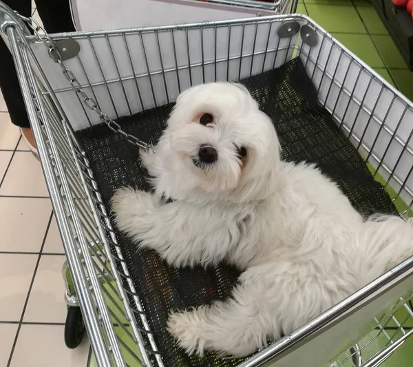 Coton Tulear Cão Animal Estimação Branco Fofo Carrinho Compras — Fotografia de Stock