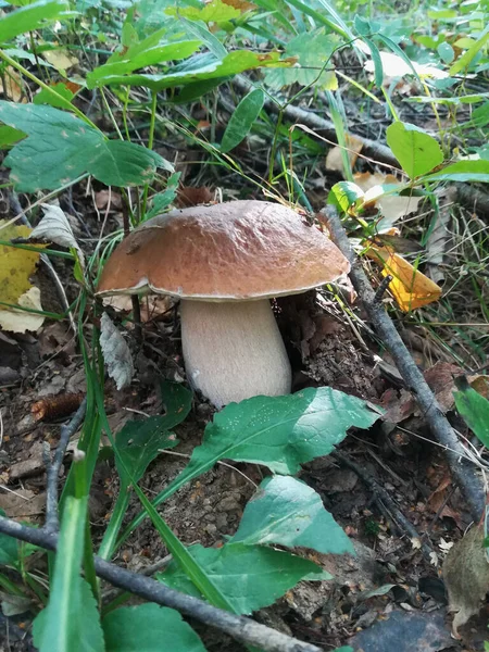 Porcini Scientific Name Boletus Edulis Mushrooms Wild — Stock Photo, Image