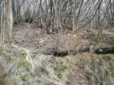 Primrose (bilimsel adı Primula vulgaris) ormana sarı çiçekler eker