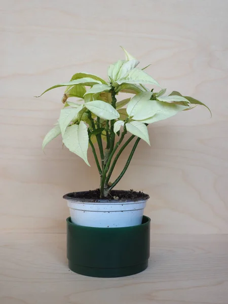 Белое Рождественское Растение Научное Название Poinsettia Euphorbia Pulcherrima — стоковое фото