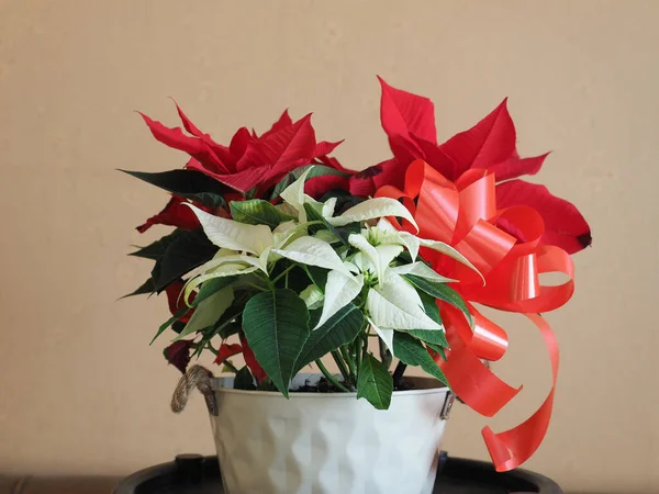 Noel Yıldızı Bilimsel Adı Poinsettia Euphorbia Pulcherrima Kırmızı Beyaz Çiçek — Stok fotoğraf