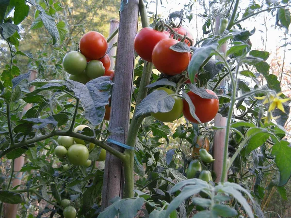 Tomato Plant Scientific Name Solanum Lycopersicum Red Green Tomatoes Vegetable — Stock Photo, Image