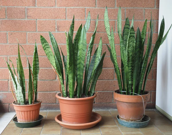 Sansevieria Aka Madre Lengua Del Derecho Nombre Científico Dracaena Trifasciata —  Fotos de Stock