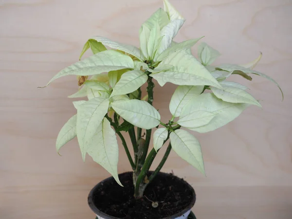 Étoile Noël Blanche Nom Scientifique Poinsettia Euphorbia Pulcherrima Plante — Photo
