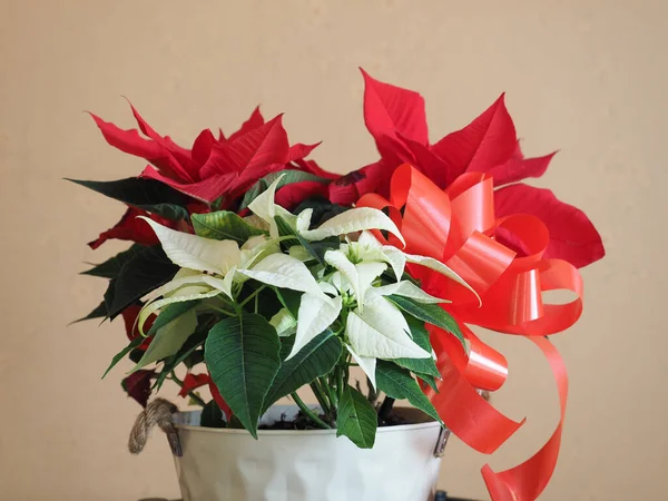 クリスマス星 学名Poinsettia Euphorbia Pulcherrima 植物赤と白の花を咲かせます — ストック写真