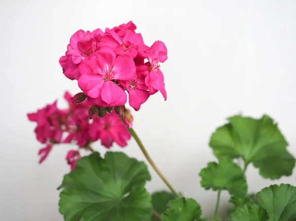 ゼラニウム別名クラネビル Geraniales 植物ピンクの花 — ストック写真