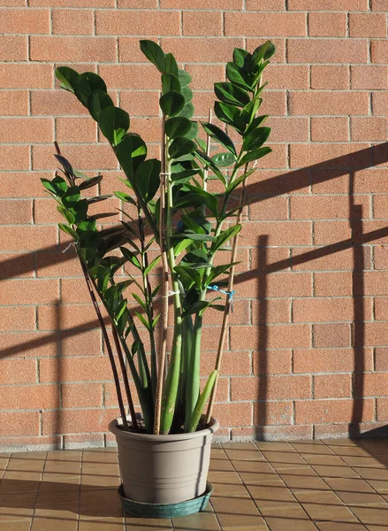 Зеленая Замия Научное Название Zamia Furfuracea Растение — стоковое фото