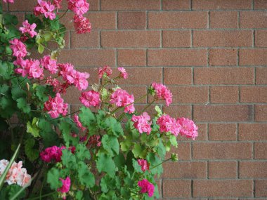 sardunya namı diğer turna gagası (bilimsel sınıflandırma Geraniales) pembe çiçek