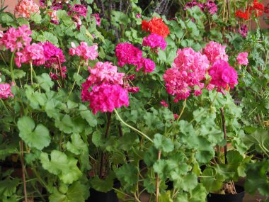 sardunya namı diğer turna gagası (bilimsel sınıflandırma Geraniales) pembe çiçek