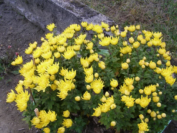 Chrysanthème Aka Mums Chrysanthes Classification Scientifique Anthemideae Plante Fleur Jaune — Photo