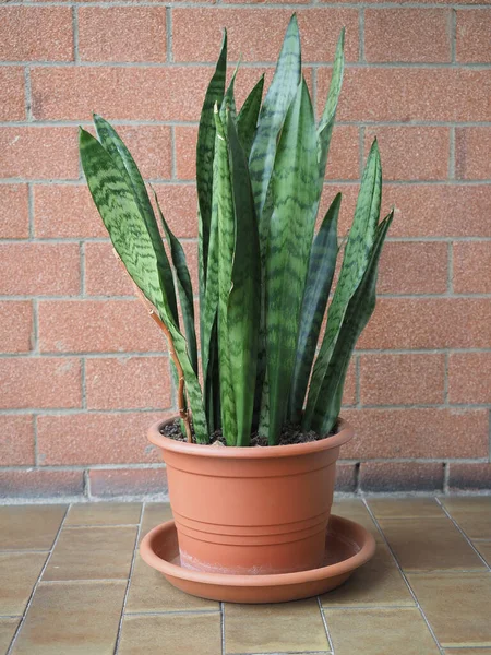 Sansevieria Aka Mother Law Tongue Scientific Name Dracaena Trifasciata Plant — Stock Photo, Image