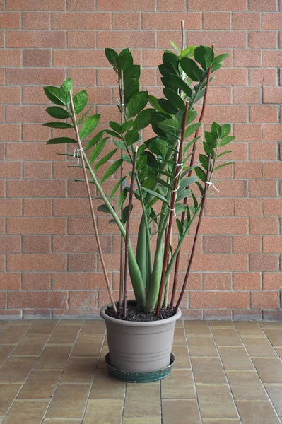 Green Zamia Scientific Name Zamia Furfuracea Plant — Stock Photo, Image