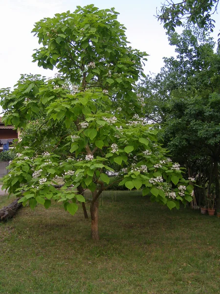 Catalpa Άλλως Catawba Tree Scientific Catalification Bignoniaceae — Φωτογραφία Αρχείου