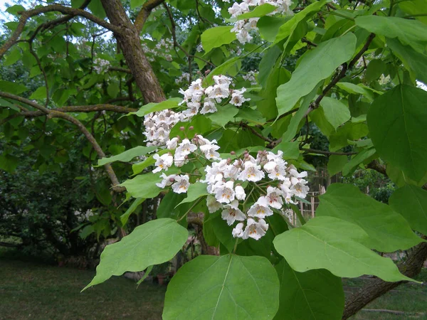 Catalpa Más Néven Catawba Tree Tudományos Besorolás Bignoniaceae — Stock Fotó