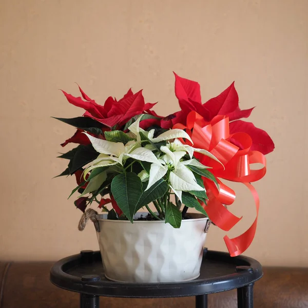 Estrela Natal Nome Científico Poinsettia Euphorbia Pulcherrima Planta Flor Vermelha — Fotografia de Stock
