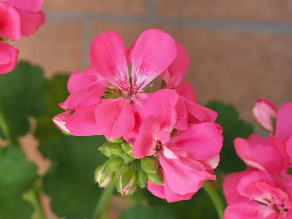 Geranio Aka Cranesbill Clasificación Científica Geraniales Flor Rosa —  Fotos de Stock