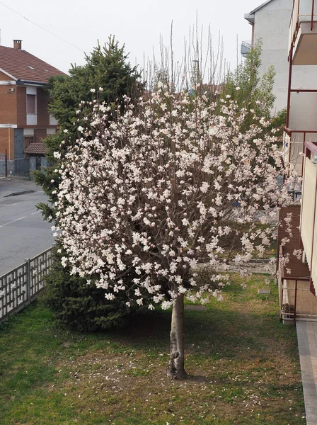 Sweetbay Vědecké Jméno Magnolia Virginiana Strom Růžovými Květy — Stock fotografie