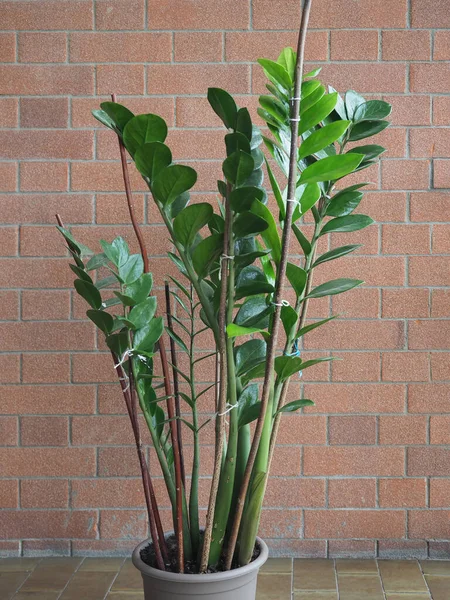 Zâmia Verde Nome Científico Zamia Furfuracea Planta — Fotografia de Stock