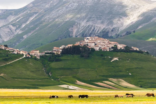 Castelluccio Di Norcia