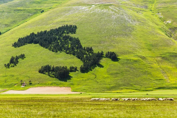Castelluccio Di Norcia