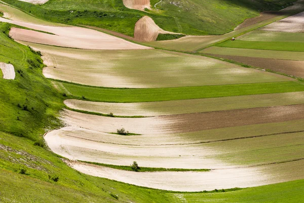 Castelluccio Di Norcia