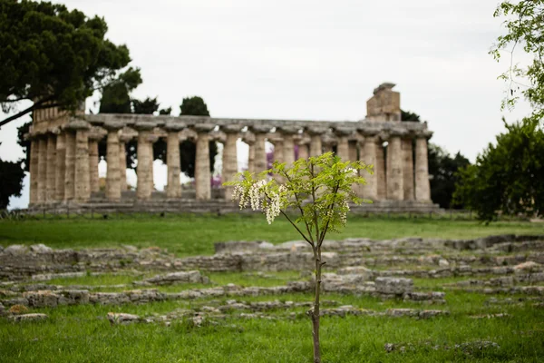 Paestum Neptün Tapınağı