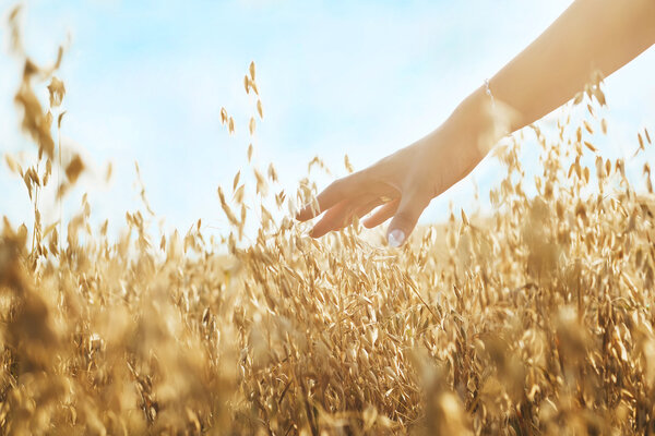 Woman's hand slide threw ears of wheat in sunset light