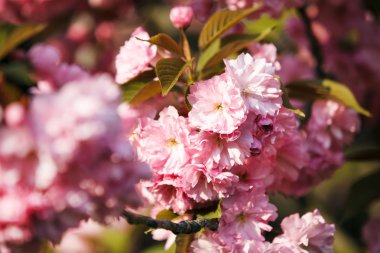 kiraz çiçeği, close up.