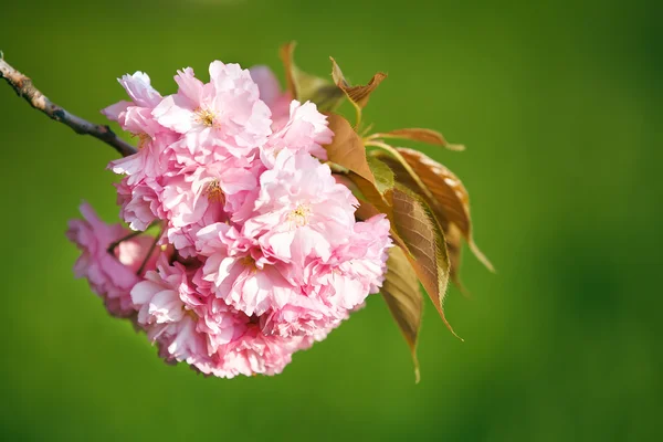 Sakura blomstre, nærbillede . - Stock-foto