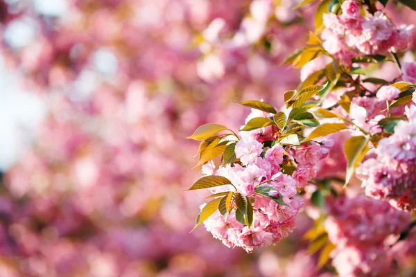 Kirschblütenzweig mit rosa Bokeh im Hintergrund. — Stockfoto