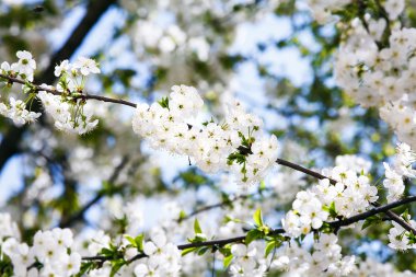 Çiçeklenme kiraz dal kapatın. Sığ derinlik-in tarla