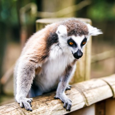 Ring-Tailed Maki.