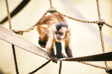 kahverengi capuchin