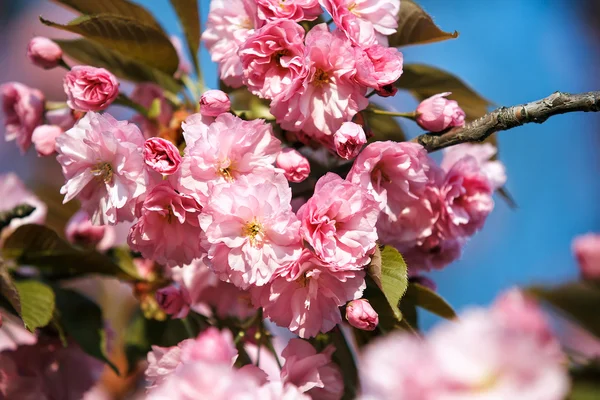 Sakura fleurit, ferme. Profondeur de champ faible — Photo