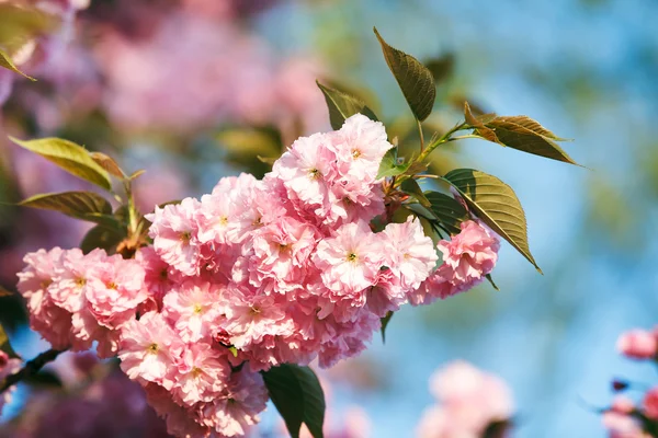 Kirsebær blomstre gren tæt op med blå himmel i baggrunden . - Stock-foto