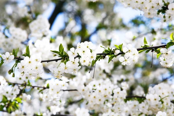 La branche de cerisier en fleurs se referme. Profondeur de champ faible — Photo