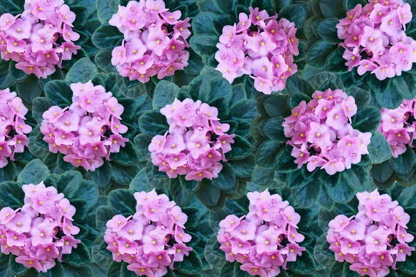 Flores violetas rosadas con hojas verdes de fondo —  Fotos de Stock