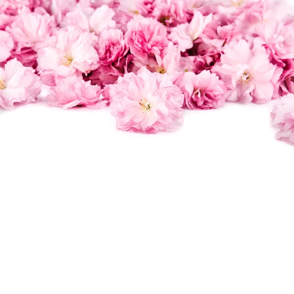 Sakura çiçekleri beyaz zemin üzerine