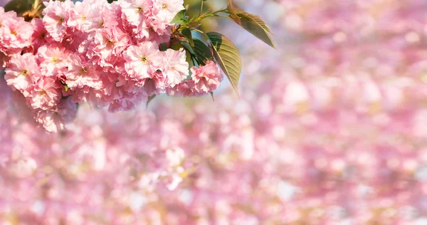 Kirschblütenzweig mit rosa Bokeh im Hintergrund. — Stockfoto