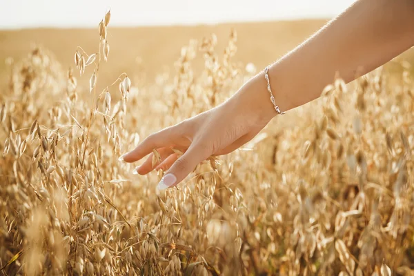el slayt yulaf kulakları golden sunset ışıkta attı.
