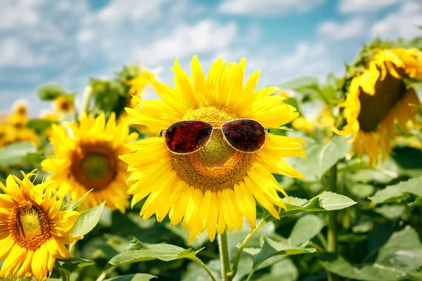 güneş gözlüğü ile komik ayçiçeği