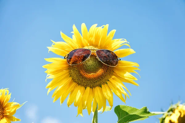 Grappige zonnebloem met zonnebril — Stockfoto