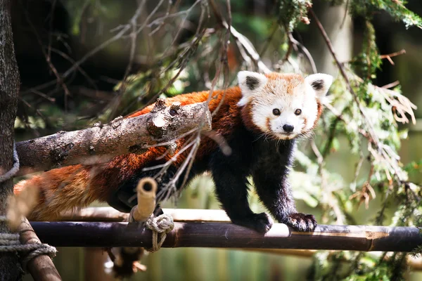 Red panda. Ailurus fulgens.