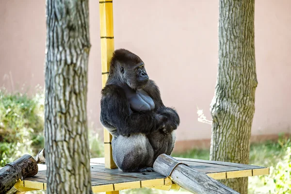 Goriila v zoo. — Stock fotografie