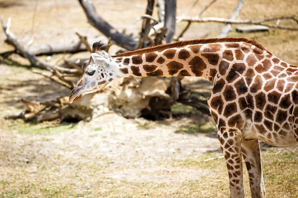 Giraffen im Zoo. — Stockfoto